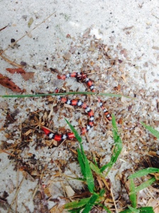Fire ants devour a recently deceased scarlett king snake at Rocquemore plantation. 